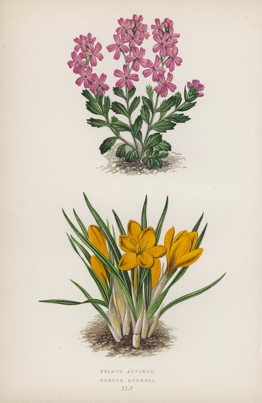 Erinus Alpinus; Crocus Aucheri by English School