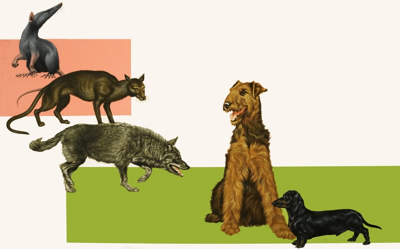 Evolution of the dog by English School