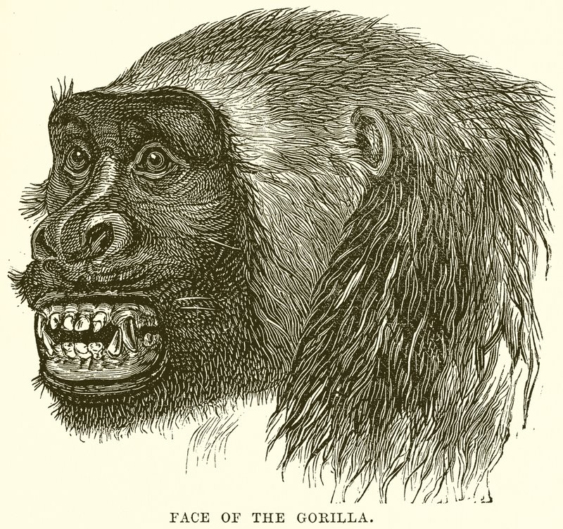 Face of the Gorilla by English School