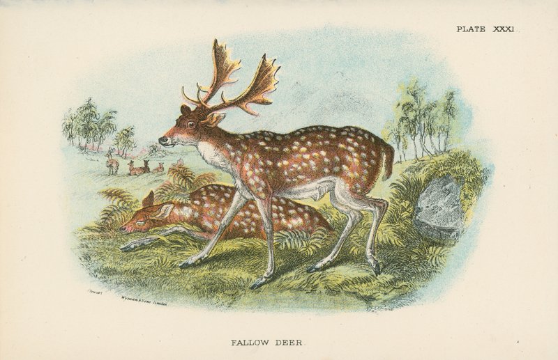 Fallow Deer by English School