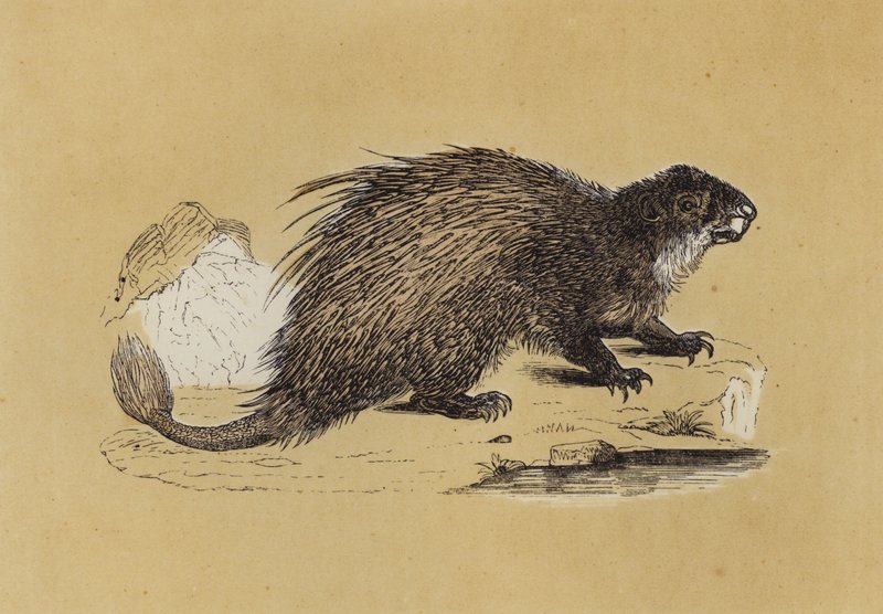 Fasciculated Porcupine by English School