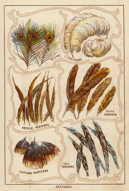 Feathers by English School