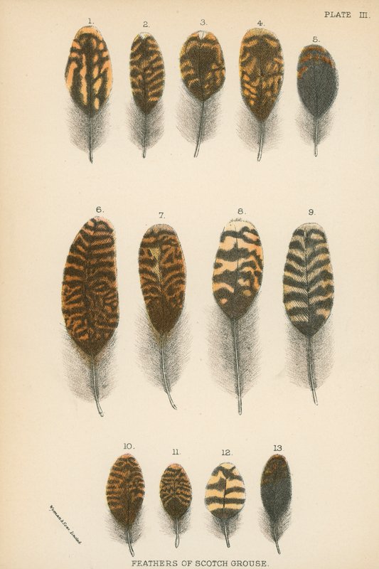 Feathers of Scotch Grouse by English School