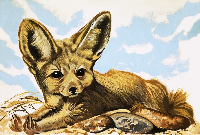 Fennec by English School
