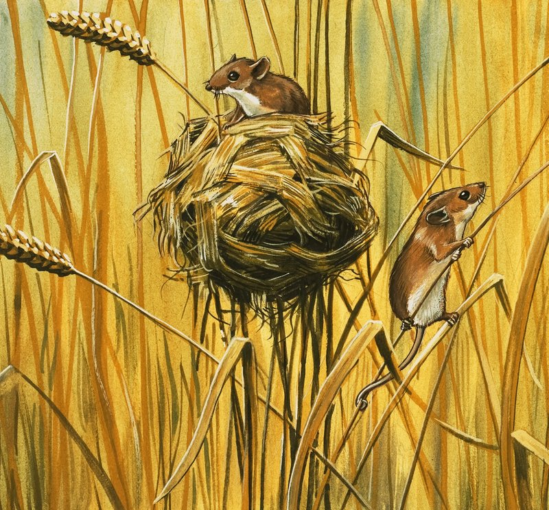 Field Mice by English School
