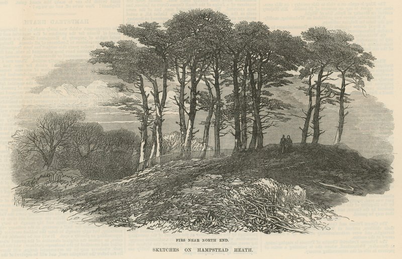 Firs near north end, Hampstead Heath by English School