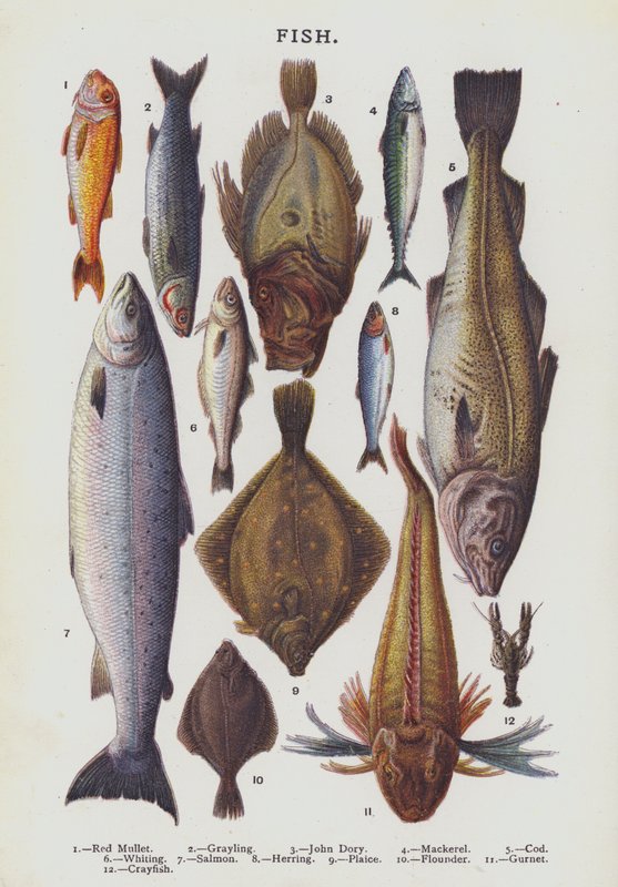 Fish by English School