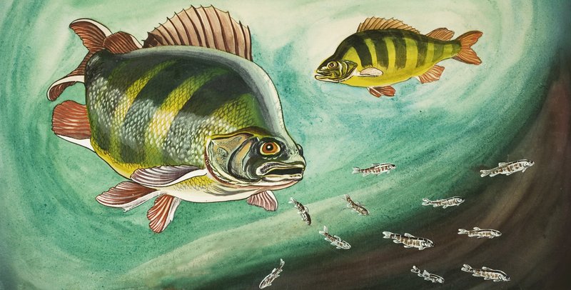 Fish by English School