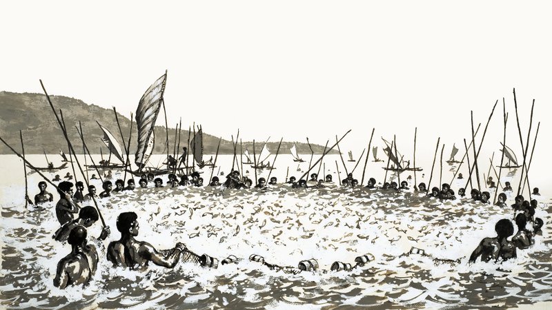 Fish Driving in Fiji by English School