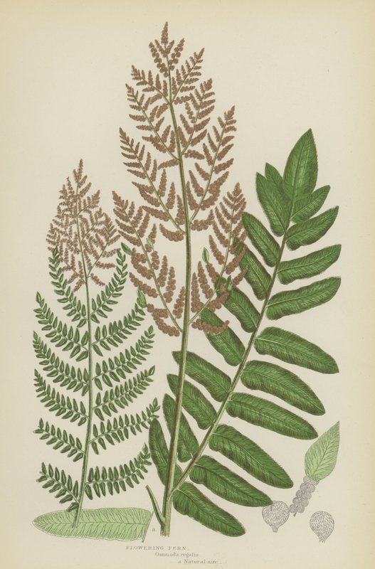 Flowering Fern by English School