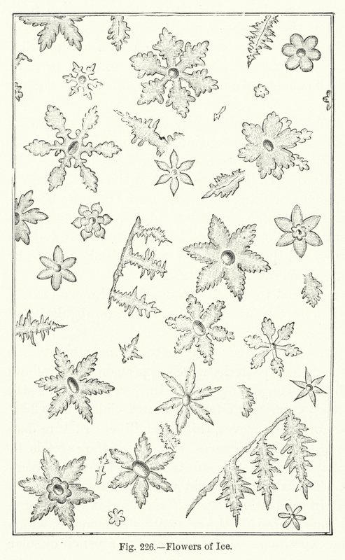 Flowers of Ice by English School