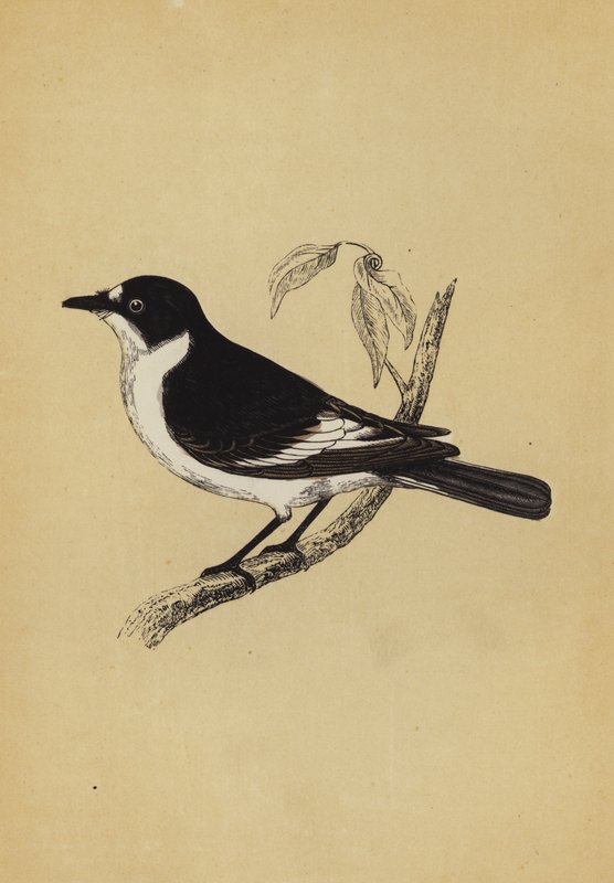 Flycatcher by English School