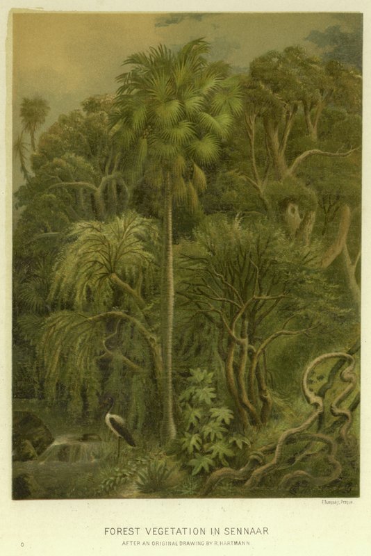 Forest Vegetation in Sennaar by English School