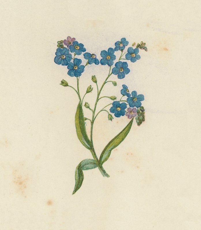 Forget-Me-Not, Myosotis Palustris by English School