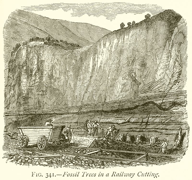 Fossil Trees in a Railway Cutting by English School