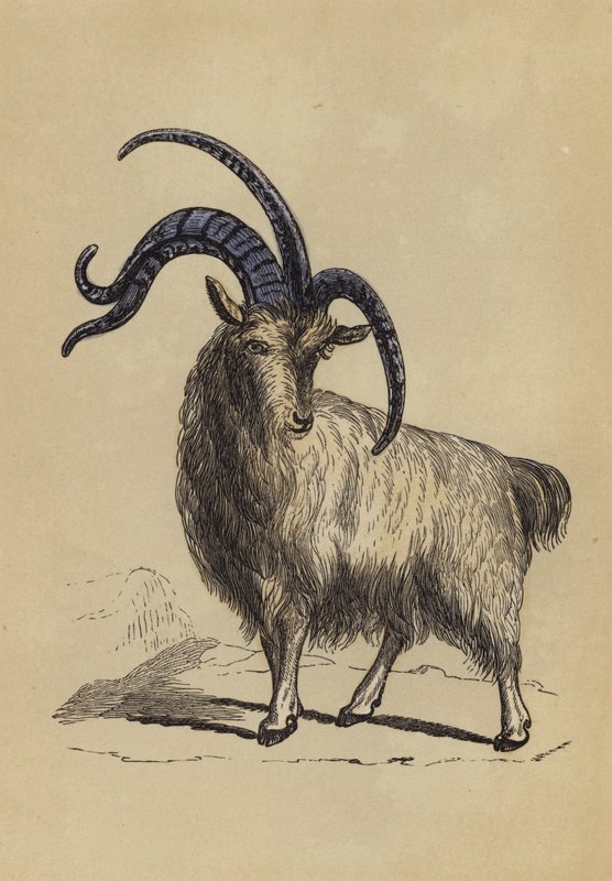 Four-Horned Goat by English School