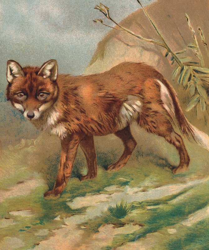 Fox by English School