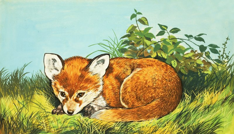 Fox cub by English School