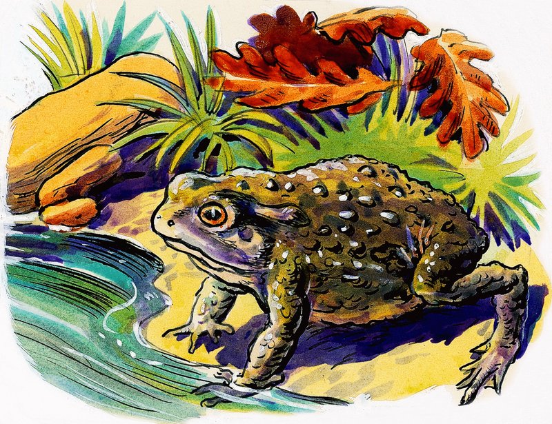 Frog by English School