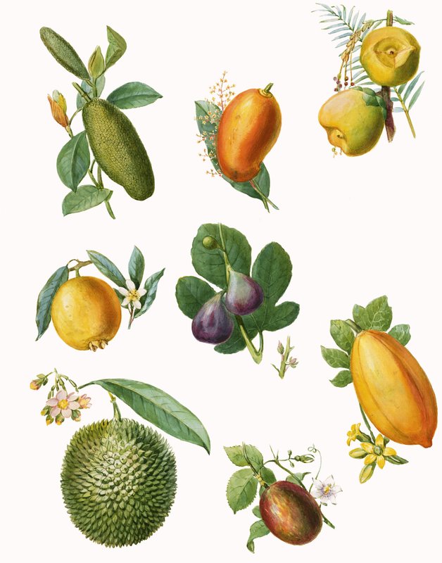 Fruit by English School