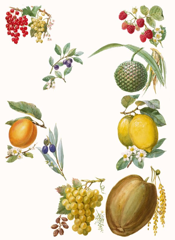Fruits by English School