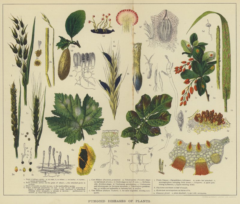 Fungoid Diseases of Plants by English School