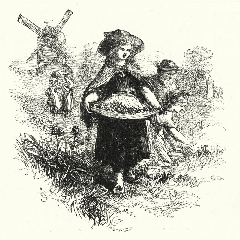 Gathering Cowslips by English School
