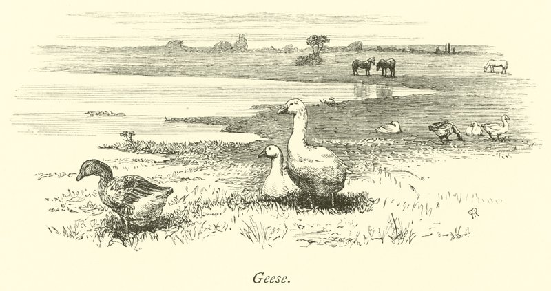 Geese by English School