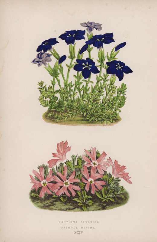 Gentiana Bavarica; Primula Minima by English School
