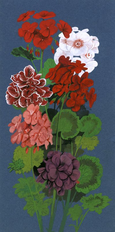Geraniums by English School