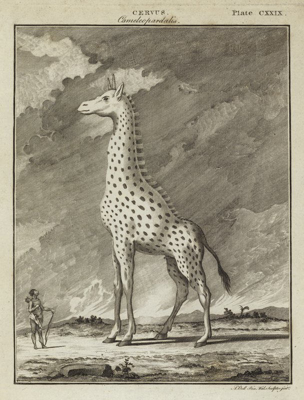 Giraffe (Cervus camelopardalis) by English School