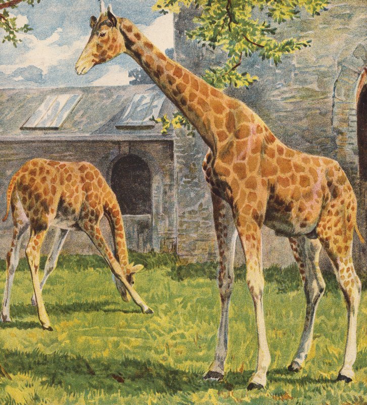 Giraffes by English School