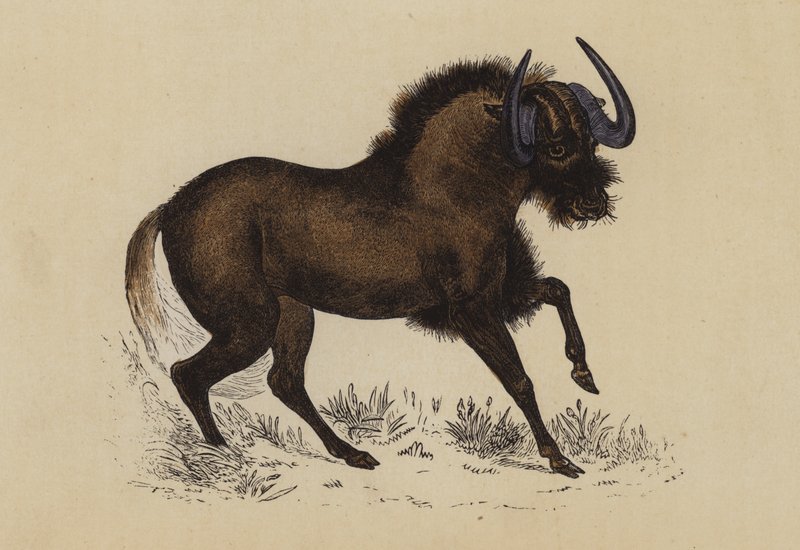 Gnu by English School