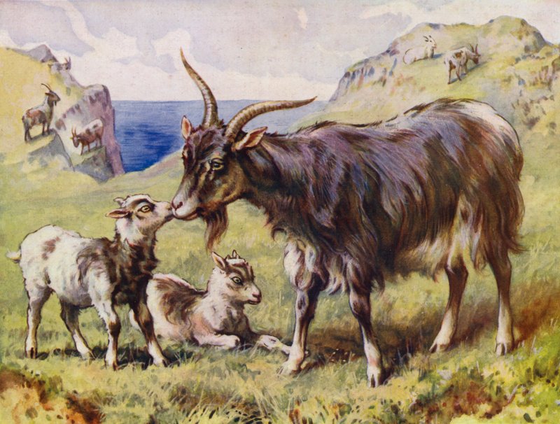 Goat and Kids by English School