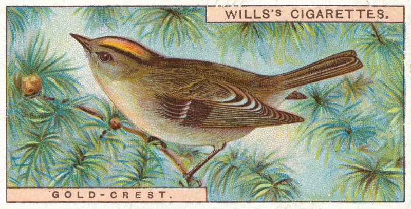 Goldcrest by English School
