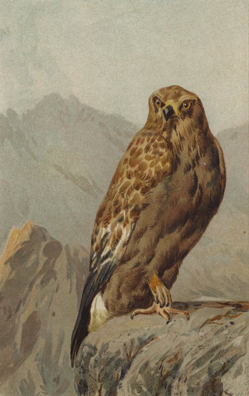 Golden Eagle by English School