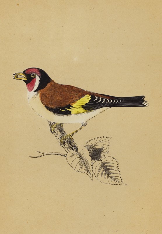 Goldfinch by English School