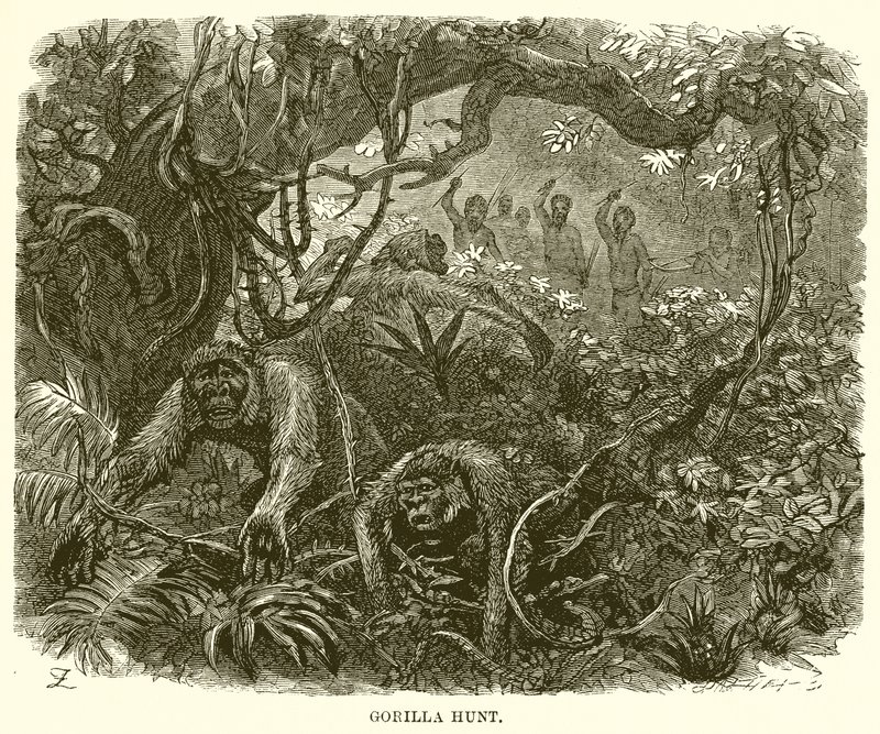 Gorilla Hunt by English School