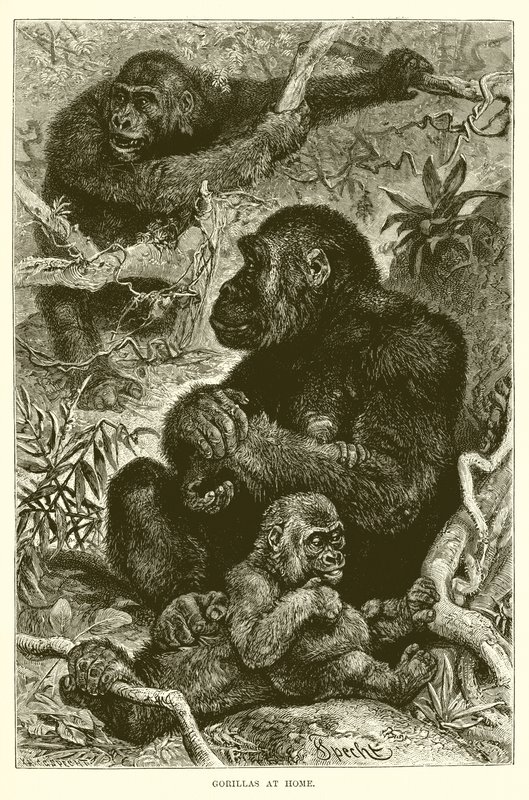 Gorillas at Home by English School