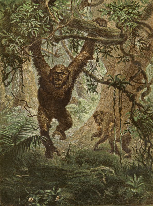 Gorillas at Home by English School