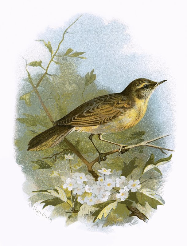Grasshopper warbler by English School