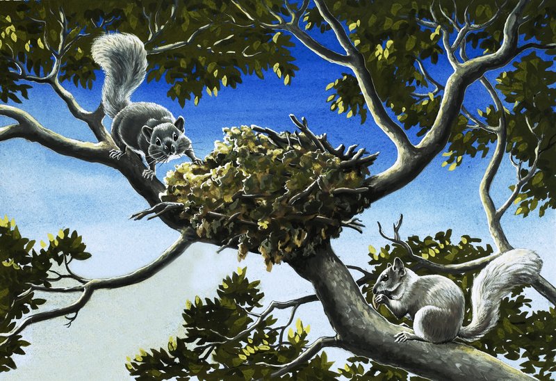 Gray Squirrels by English School