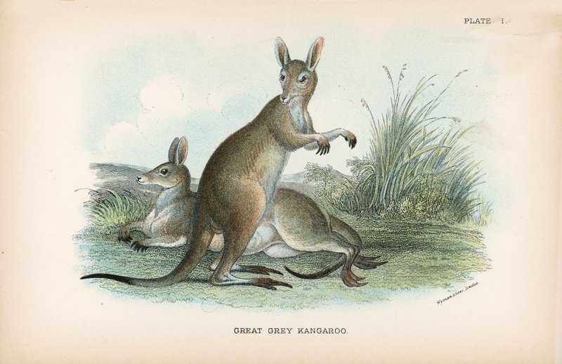 Great Grey Kangaroo by English School