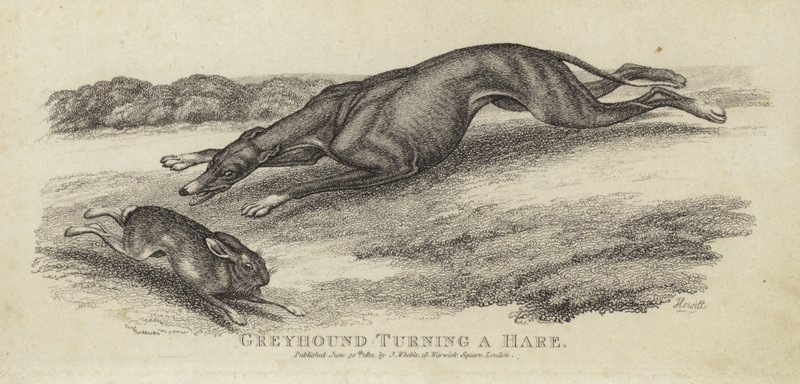 Greyhound turning a hare by English School