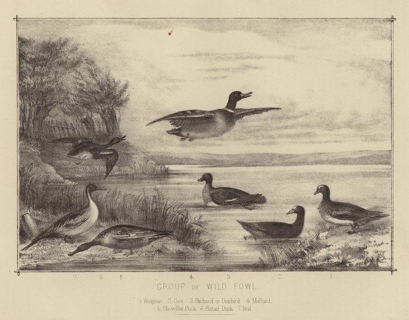 Group of Wild Fowl by English School