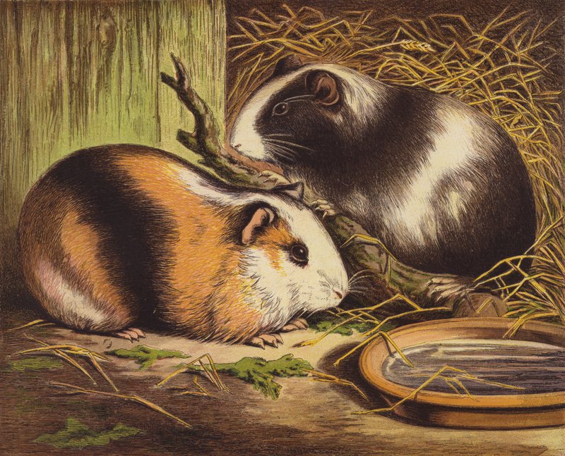 Guinea Pigs by English School