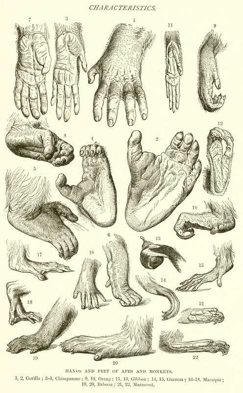 Hands and Feet of Apes and Monkeys by English School