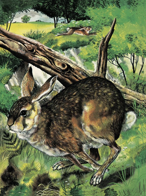 Hare Running by English School