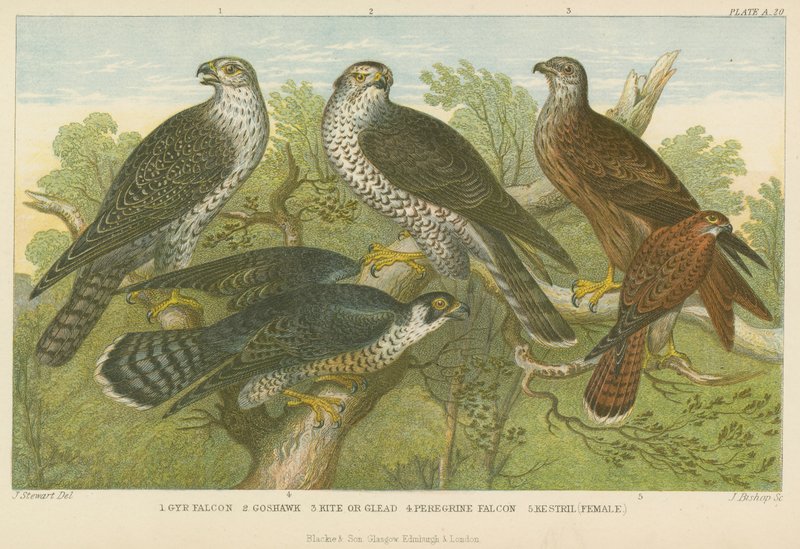 Hawks and falcons by English School