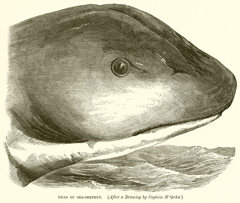 Head of Sea-Serpent by English School